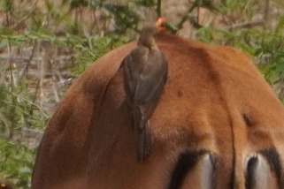 Buphagus erythrorhynchus - Rotschnabel-Madenhacker